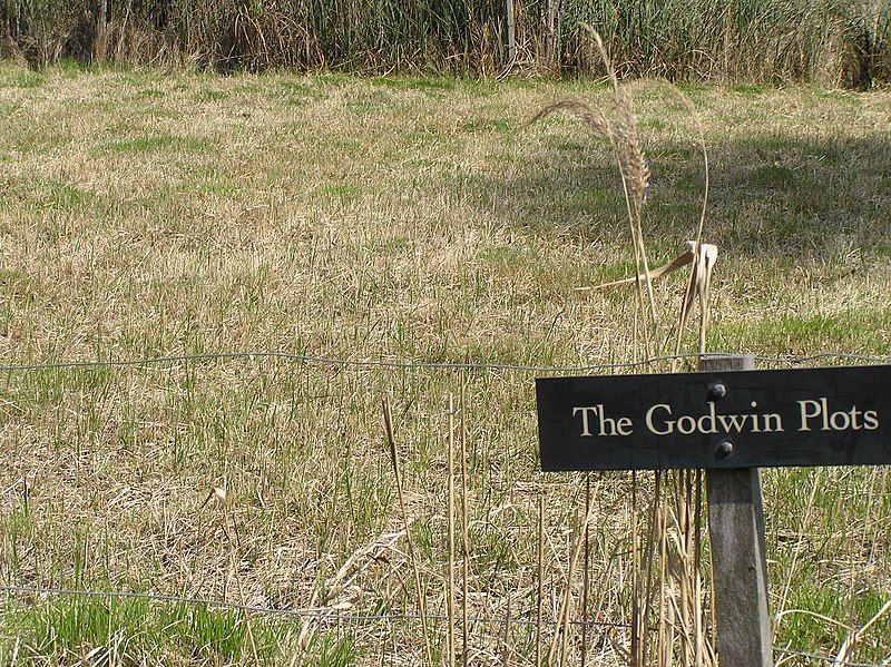 File:Godwin3.JPG