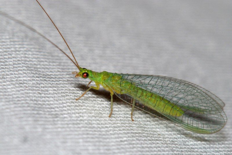 File:Green Lacewing (4484900751).jpg