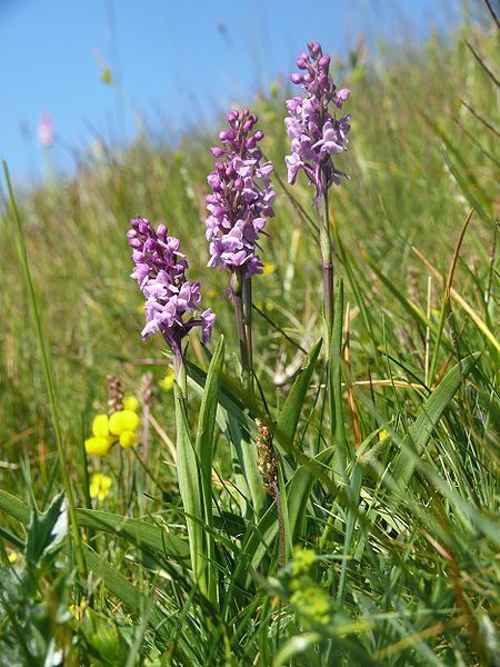 File:Gymnadenia conopsea 030710.jpg