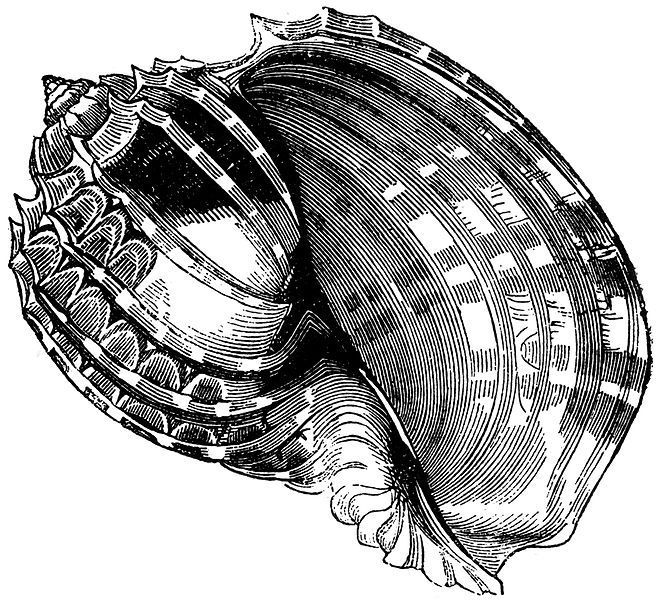 File:Harpa-ventricosa.jpg