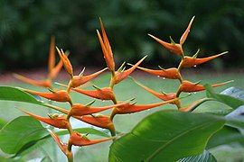 Heliconia latispatha (Heliconiaceae)