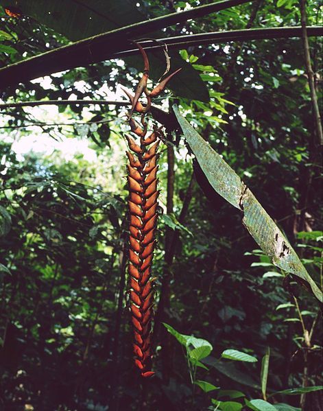 File:Heliconia stilesii 1.jpg