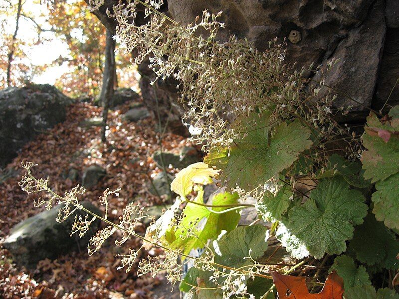 File:Heuchera parviflora.jpg