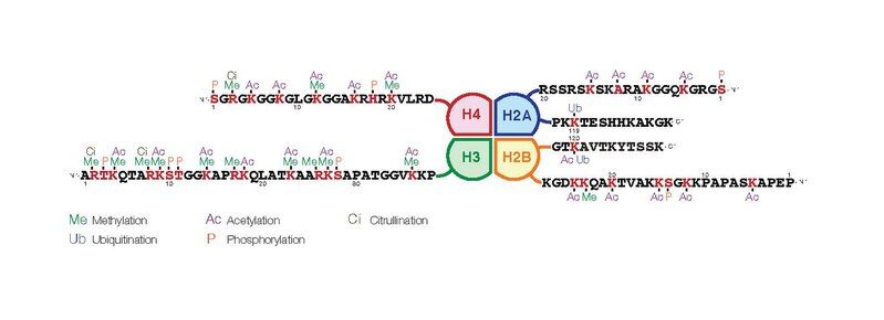 File:Histone modification.pdf