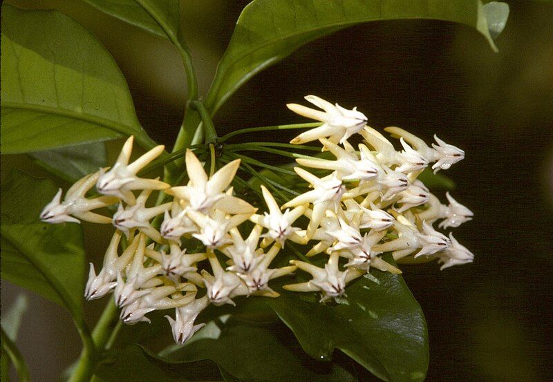 File:Hoya multiflora1SCZO.jpg