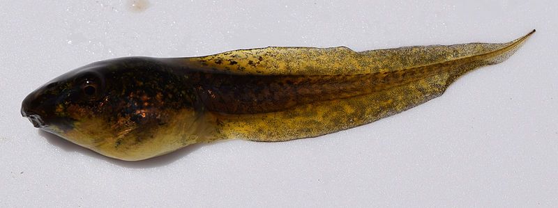 File:Hyla cinerea tadpole.jpg