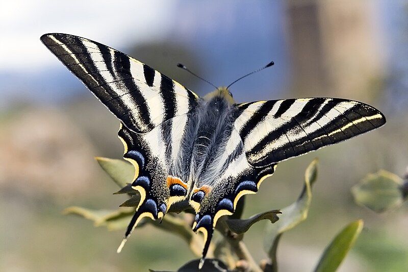 File:Iphiclides feisthamelii male.jpg