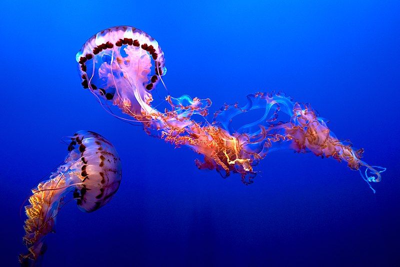 File:Jellyfish (44791540314).jpg