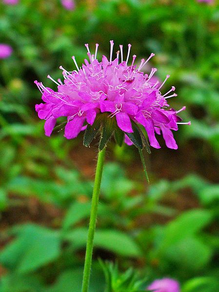 File:Knautia drymeia 002.JPG