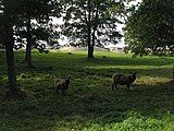 Sheep and cattle are keeping the landscape open in the national park