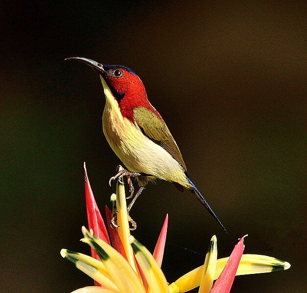 File:LOVELY SUNBIRD.jpg