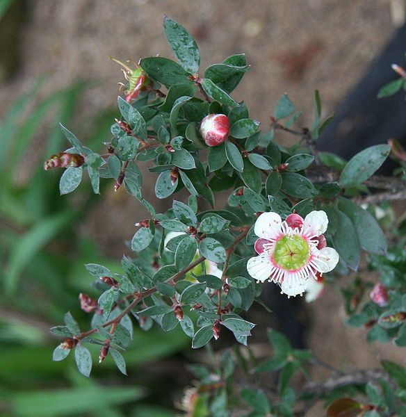 File:Leptospermum macrocarpum 02.jpg