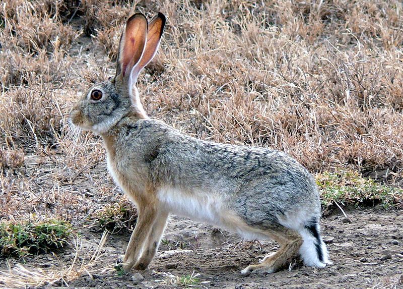 File:Lepus capensis (cropped).jpg