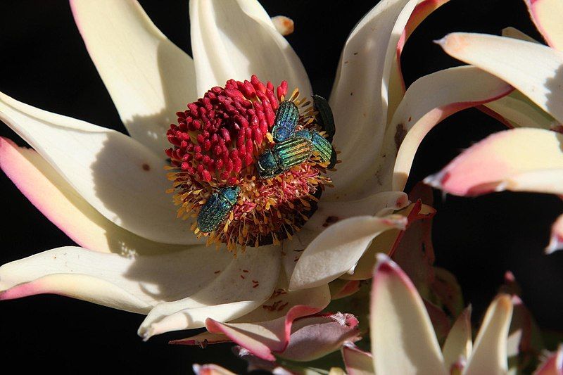 File:Leucadendron procerum 15927789.jpg