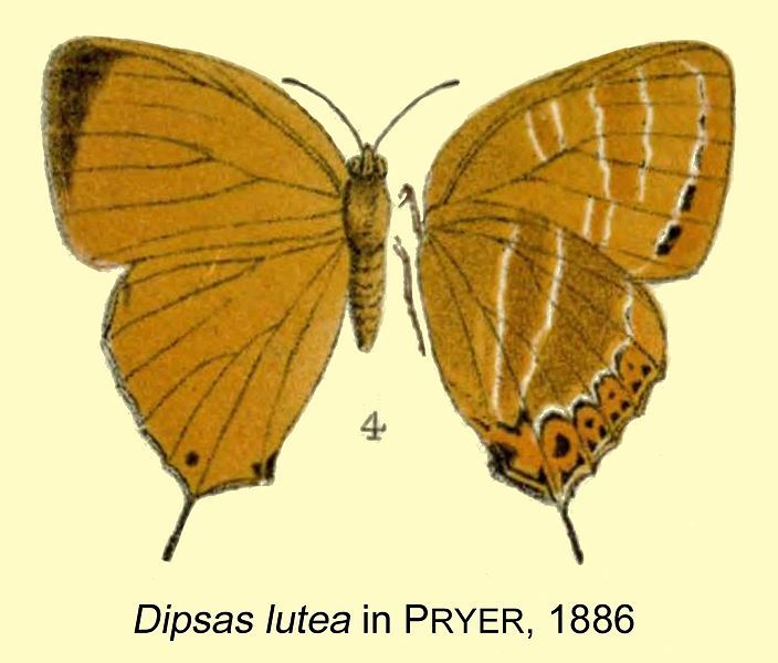 File:Lutea inPryer1886.jpg