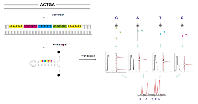 File:Magneticsequencingviahybridization jpg.png