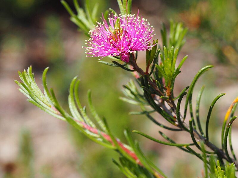 File:Melaleuca parviceps (flowers).JPG