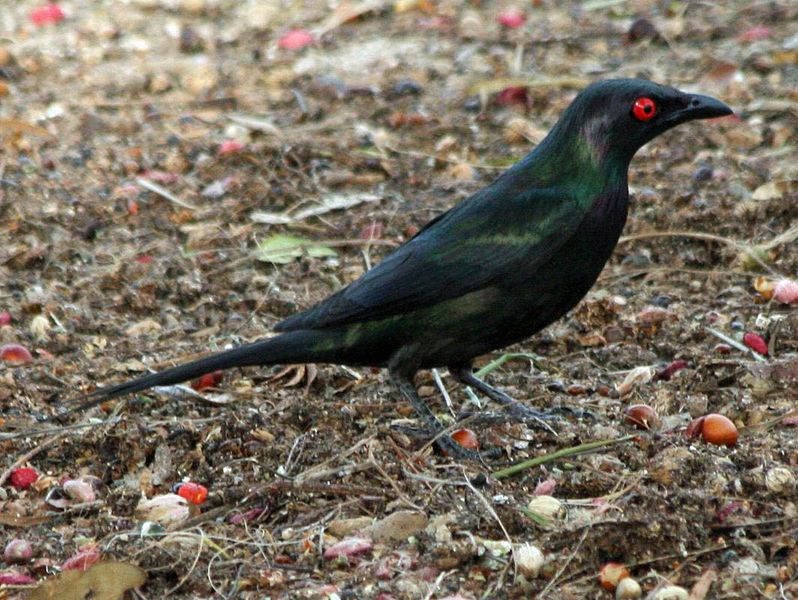 File:Metallic Starling RWD1.jpg