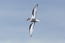 grey-bodied seabird with black-marked white wings