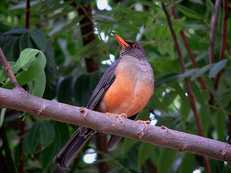 File:Mountain thrush.jpg