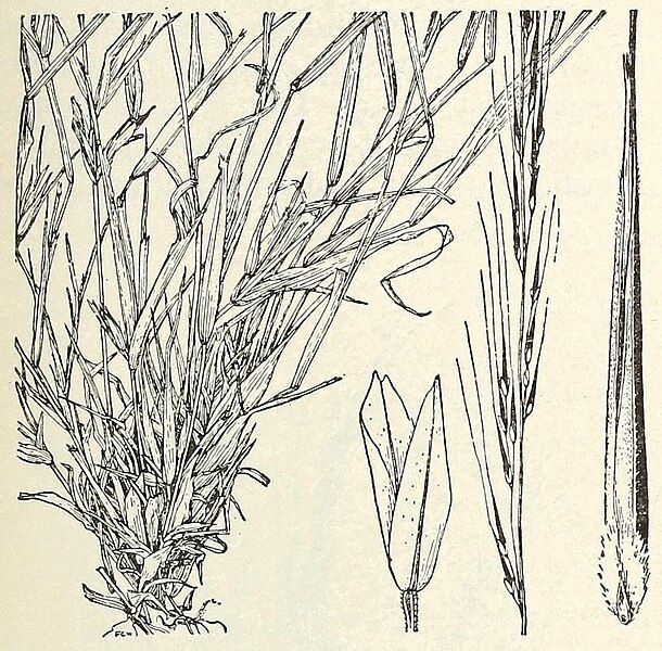 File:Muhlenbergia appressa.jpg