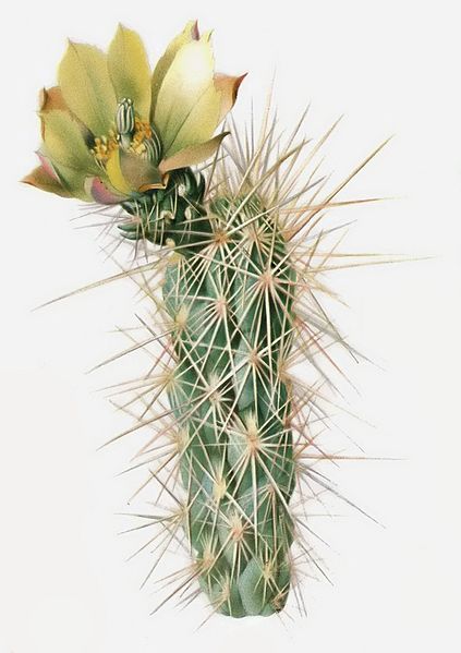 File:Opuntia echinocarpa-extracted.jpg