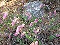 Lebanese oregano growing in its natural habitat.