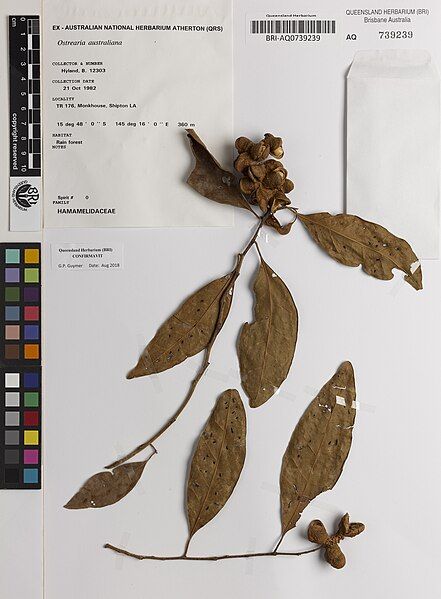 File:Ostrearia australiana herbspec2.jpg