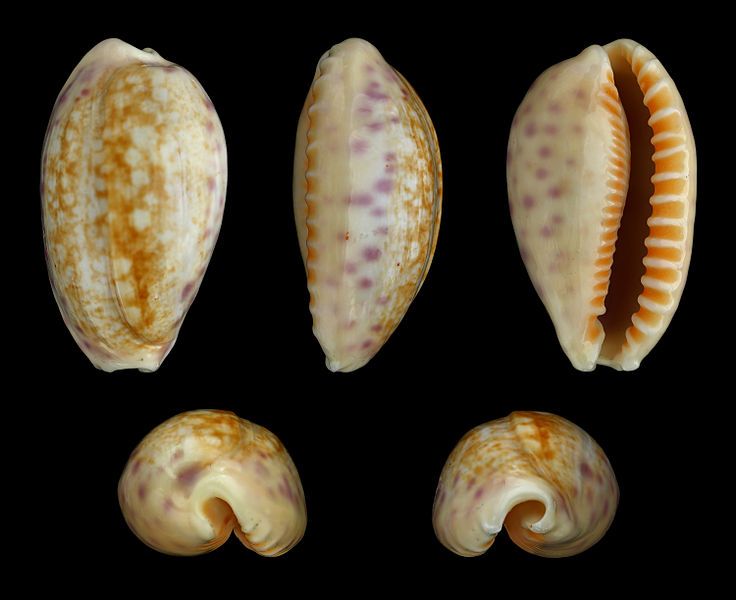 File:Ovatipsa chinensis 01.JPG