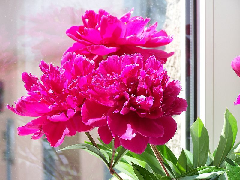 File:Paeonia 19.jpg