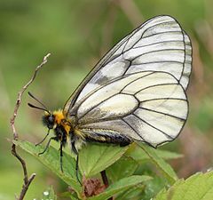 Parnassius glacialis