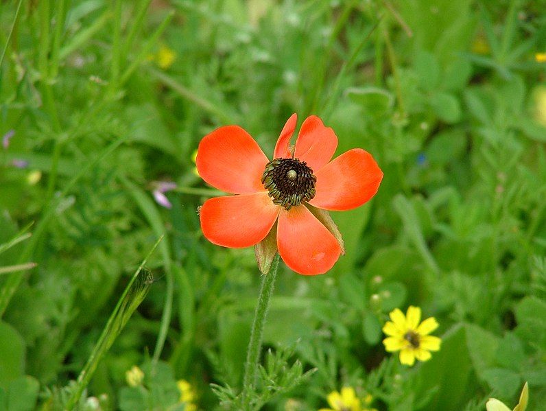 File:Persian Buttercup 01.jpg