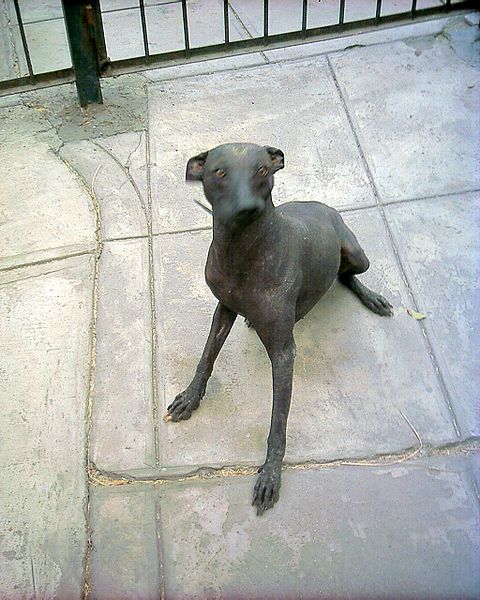 File:Peruvian hairless dog.jpg