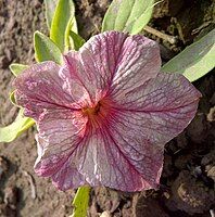 grandiflora Petunia 'Bravo Salmon Veined'