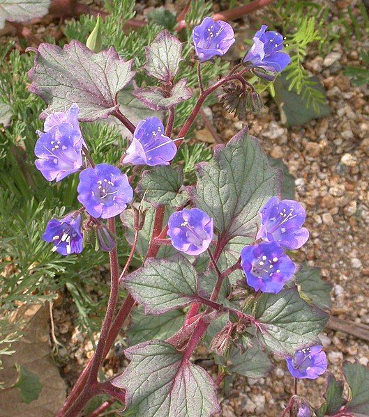 File:Phacelia campanularia 2003-05-12.jpg