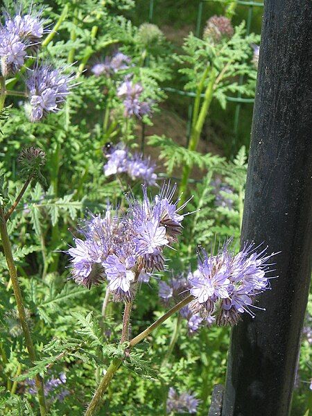 File:Phacelia tanacetifolia002.jpg