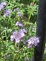 Phacelia tanacetifolia