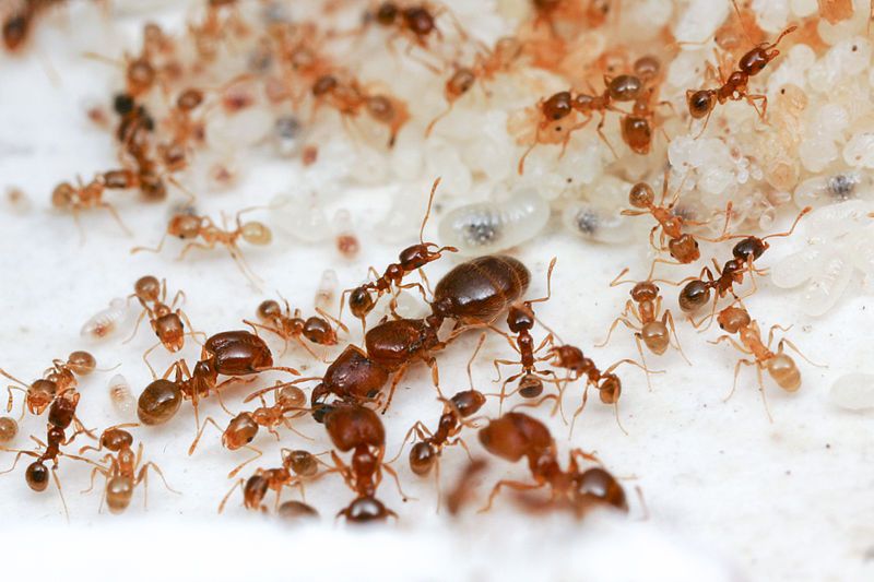 File:Pheidole2.jpg