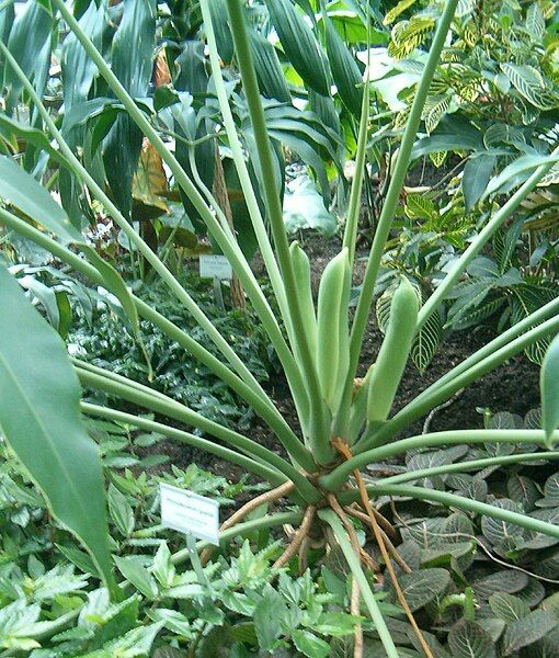 File:Philodendron goeldii BotGardBln07122011B.jpg