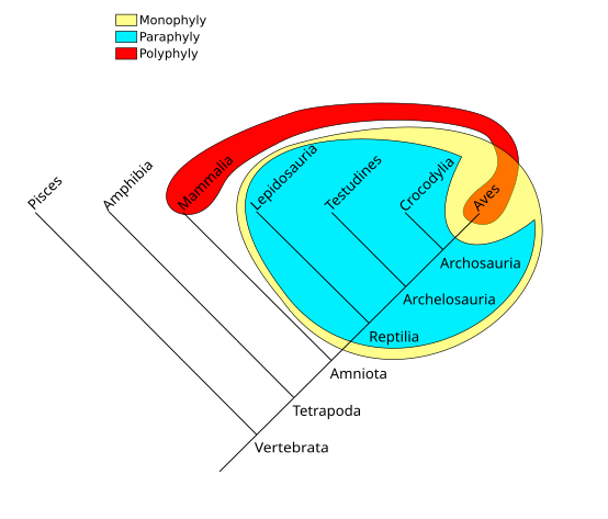 File:Phylogenetic-Groups.svg