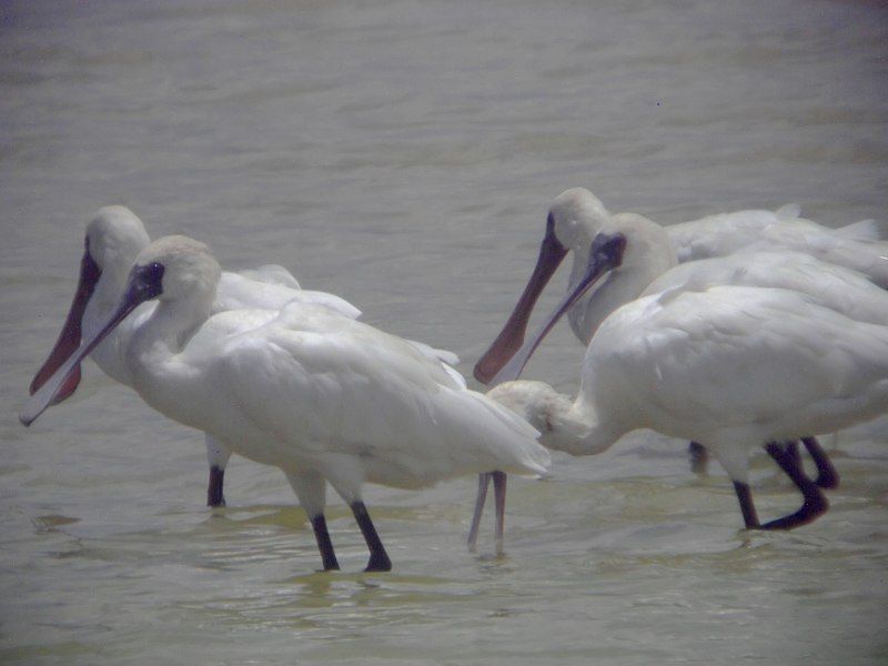 File:Platalea minor.jpg