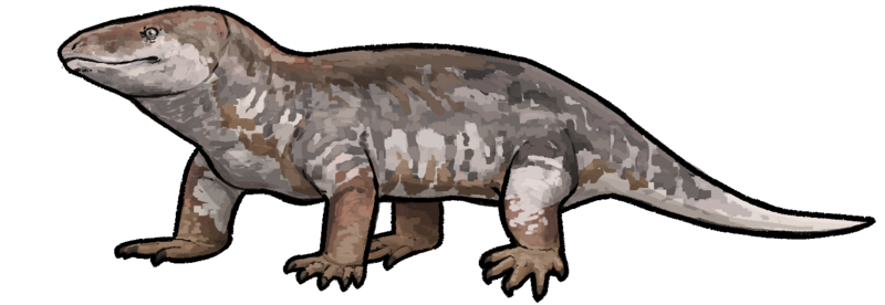 File:Procynosuchus delaharpae.png