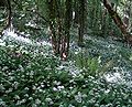 Ramsons woodland