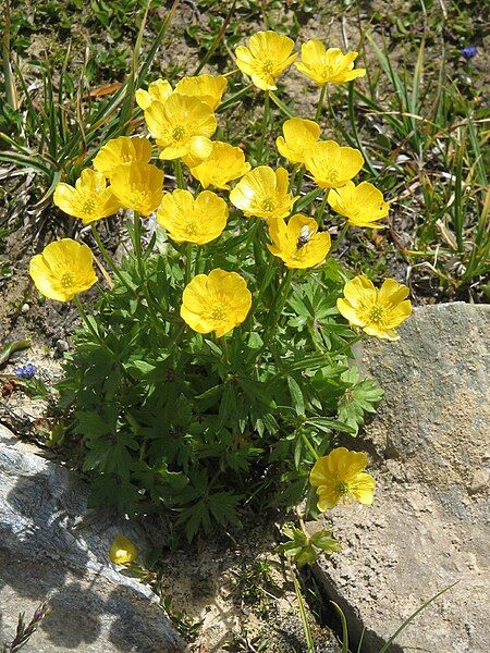 File:Ranunculus montanus01.jpg