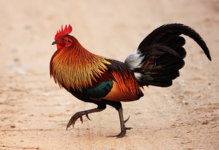 Red junglefowl (Gallus gallus)