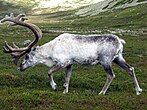 a single reindeer