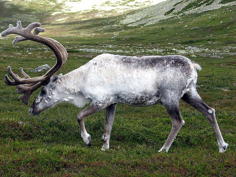 File:Reindeer Sweden.jpg