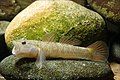 Image 12Rhinogobius flumineus swim on the beds of rivers (from Demersal fish)