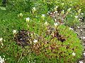 Saxifraga canaliculata