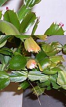 Schlumbergera new growth. The upper view shows bright red new cladodes forming, the centre shows maturing growth, the lower view shows two aerial roots extending down